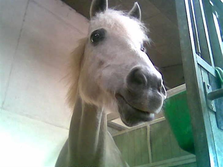 Anden særlig race Sabell <3  (R.I.P) - Hun tænker hvad skere der? xD. billede 4