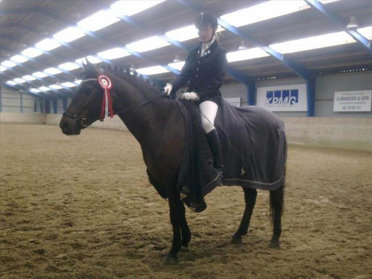 New Forest Bjørndal's Artist - 1 plads TLR klubmesterskab LA4 65,?% billede 17