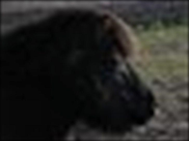 Shetlænder Bella.<3 den dejligste ;i - Velkommen ;D  billede 1