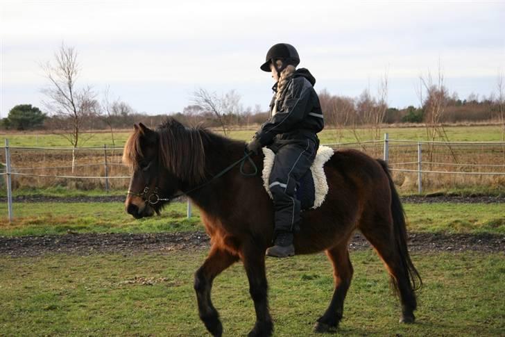 Islænder Björk fra Juelsgård - :D billede 4