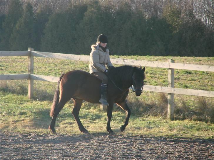 Anden særlig race Daire Girl ¤Grislybjørn¤ - Første ridetur ;) Hun har stået i 2år og ikke været brugt ! billede 3