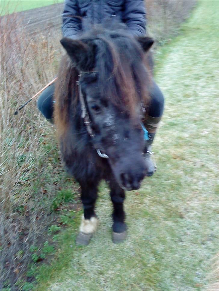 Shetlænder Bella.<3 den dejligste ;i - så rider vi i trafikken <3 :´) det er bare super sjovt<3.. Hugge ridning<33 billede 2