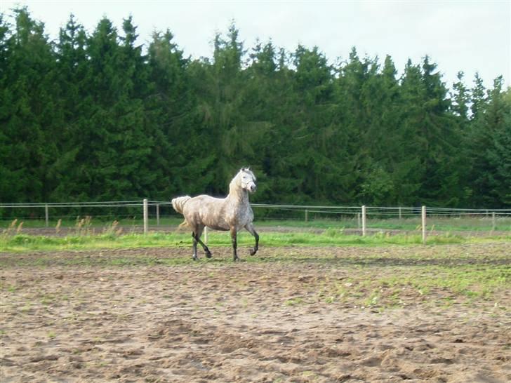 Anden særlig race Saga billede 10