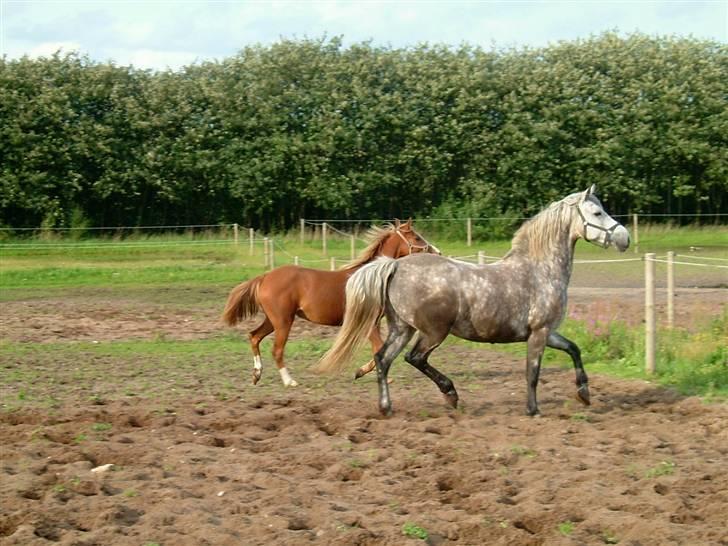 Anden særlig race Saga billede 11