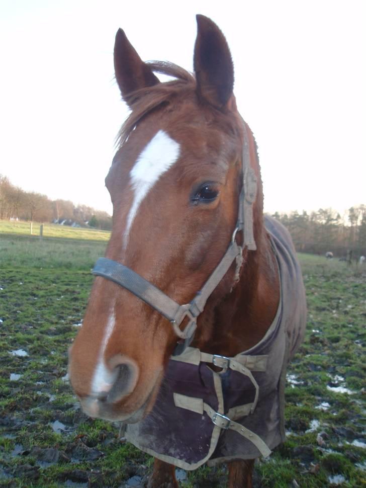 Sportsaraber (A) Loucky - Mudrede Loucky på folden xD billede 3