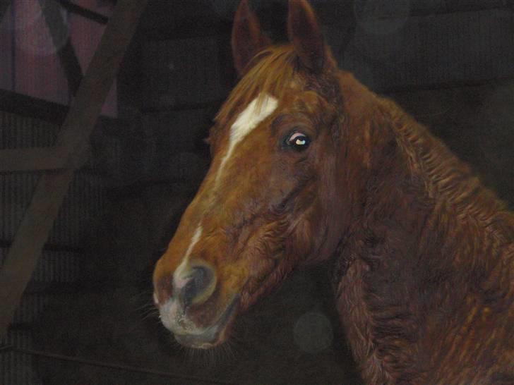 Sportsaraber (A) Loucky - Nøj hvor hun sveder ! billede 4