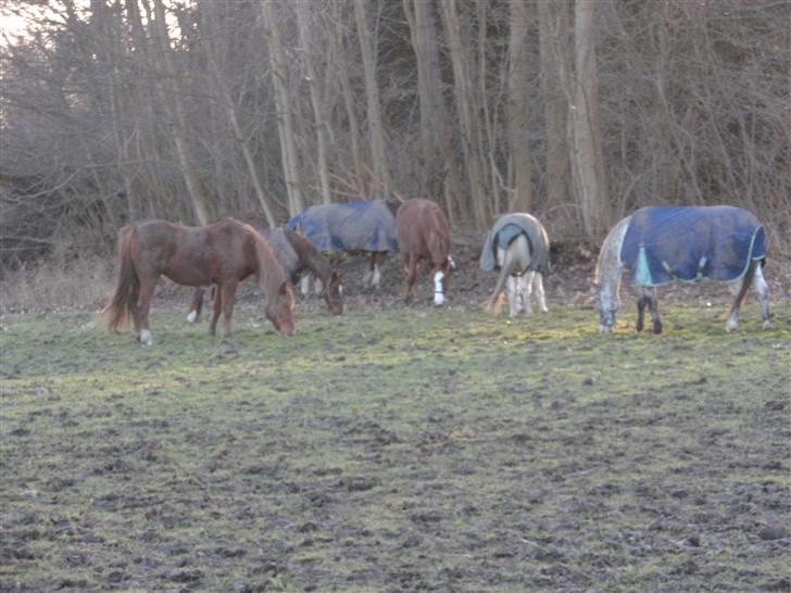 Sportsaraber (A) Loucky - Alle hendes veninder ! - Se om i kan finde hende xD billede 5