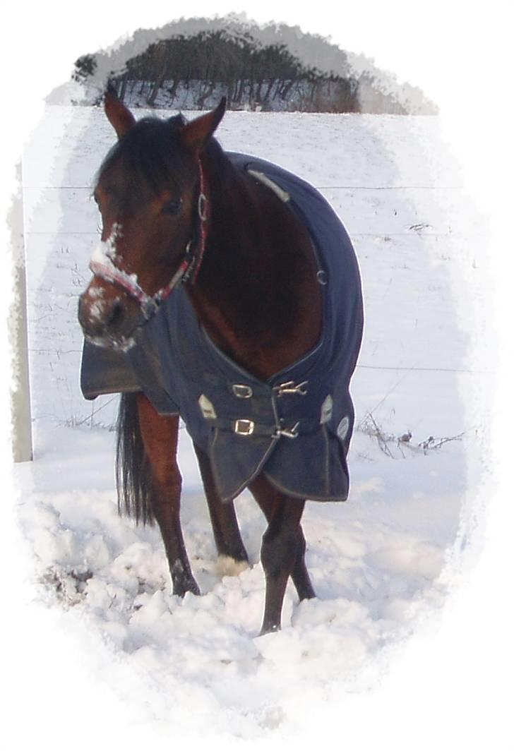 Arabisk fuldblod (OX) Halima *passede* <3 - Velkommen til Halimas profil <3 Læg gerne en kommentar og bedømmelse, så bliver vi glade (: billede 1