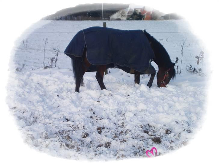 Arabisk fuldblod (OX) Halima *passede* <3 - 19. dec. 2009 billede 2