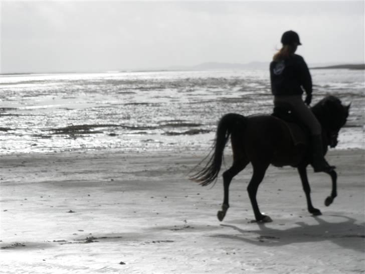 Arabisk fuldblod (OX) Halima *passede* <3 billede 3