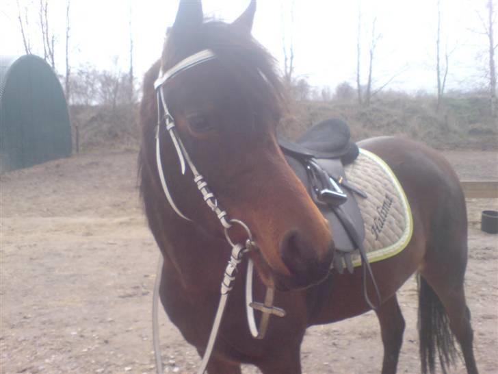 Arabisk fuldblod (OX) Halima *passede* <3 - Halimatøsen billede 4