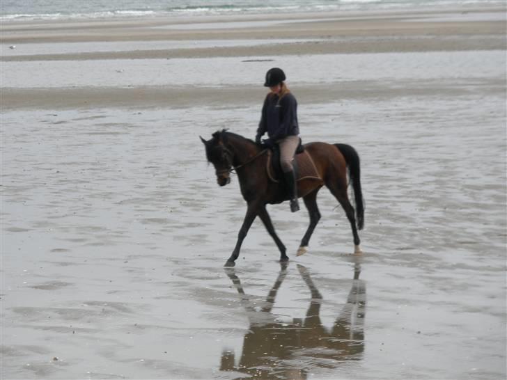 Arabisk fuldblod (OX) Halima *passede* <3 billede 5