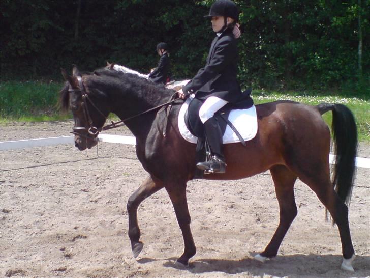 Arabisk fuldblod (OX) Halima *passede* <3 - Cecilie og Halima<3 Foto: mig billede 7