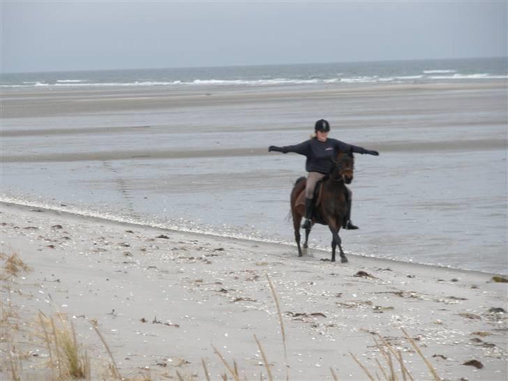 Arabisk fuldblod (OX) Halima *passede* <3 - Tillid giver tryghed og jeg stoler på hende. billede 8