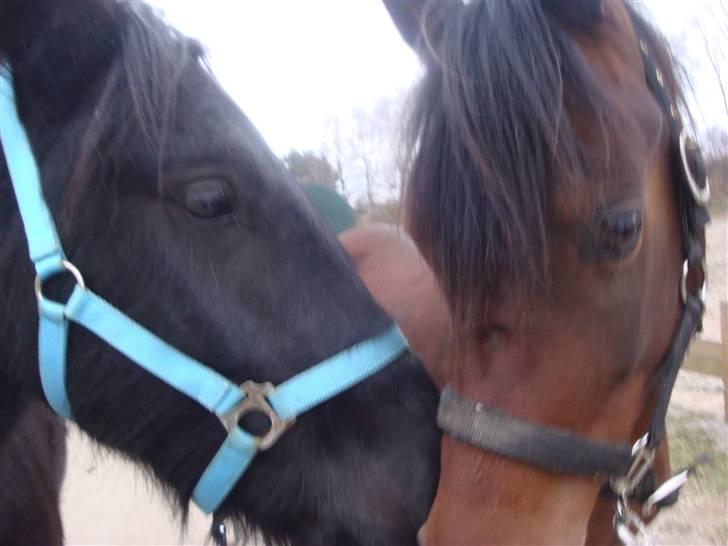 Arabisk fuldblod (OX) Halima *passede* <3 - Halima&Samson på vej til stranden 06.01.09 Foto: Lisbeth billede 9