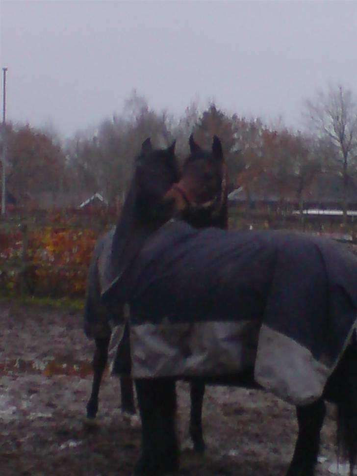 Arabisk fuldblod (OX) Halima *passede* <3 - Samson og Halima på folden 8. november 2009 billede 10