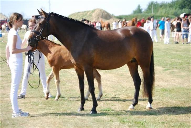 New Forest VOGNMANDGÅRDENS SHANTI  † - mig og shanti til landsskuet i år (2009) billede 1