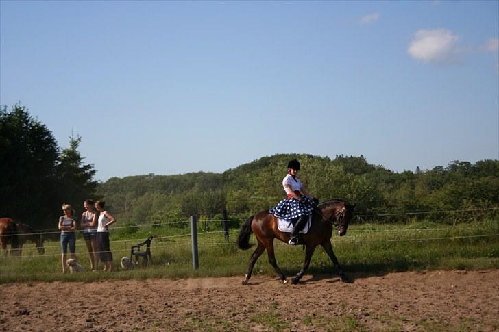 New Forest VOGNMANDGÅRDENS SHANTI  † - 2 års billede 4