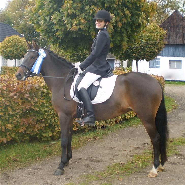 New Forest VOGNMANDGÅRDENS SHANTI  † - nr 2 til 4 års championater billede 5