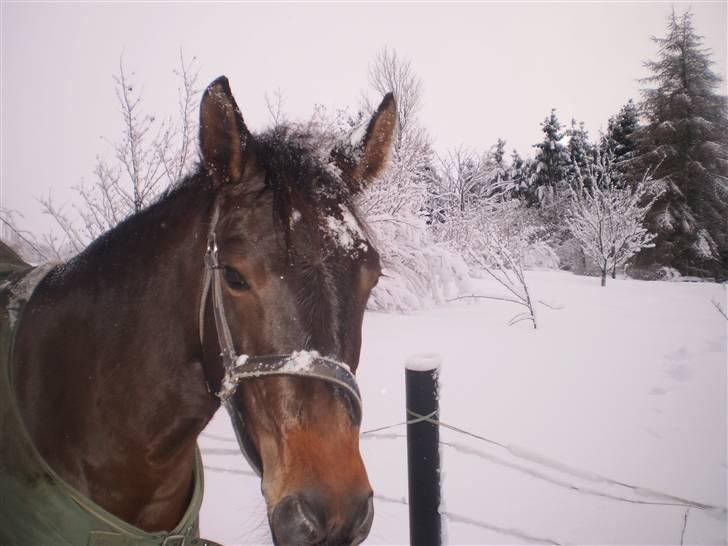 New Forest VOGNMANDGÅRDENS SHANTI  † - 2 års billede 6