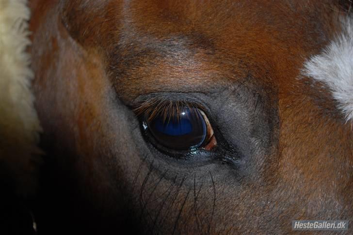Welsh Pony af Cob-type (sec C) Rolo - Daffes fantastisk dejlige øje <33 Foto: Mela billede 19