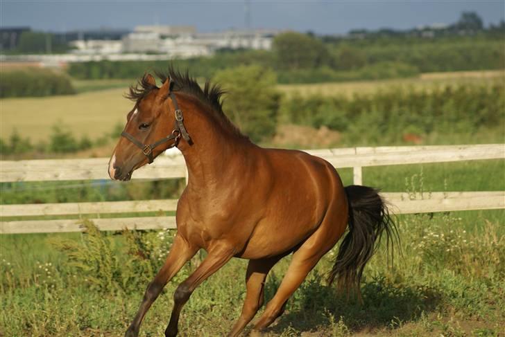 DSP Avalon *Søsters* - Laver lige lidt sjovXD billede 2