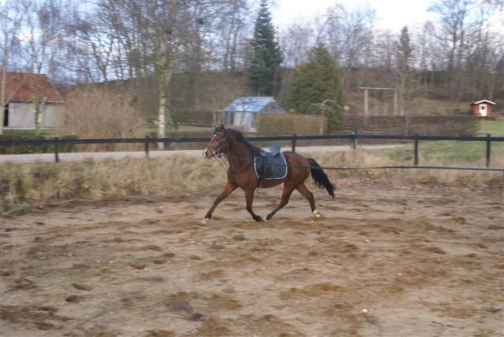 DSP Avalon *Søsters* billede 3