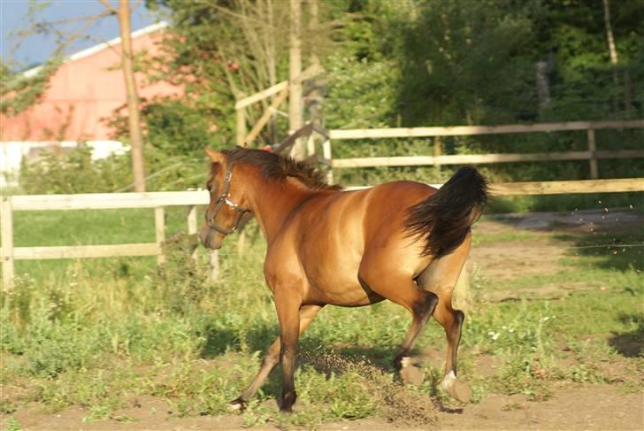 DSP Avalon *Søsters* billede 4