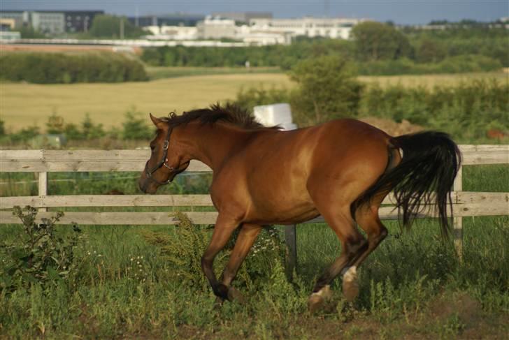 DSP Avalon *Søsters* - Der er altså noget spændende derovre.... billede 5