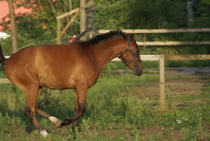 DSP Avalon *Søsters* billede 6