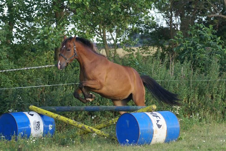 DSP Avalon *Søsters* - Avalon hoipper lige over et spring - det var da vi var oppe og se på hende... billede 7