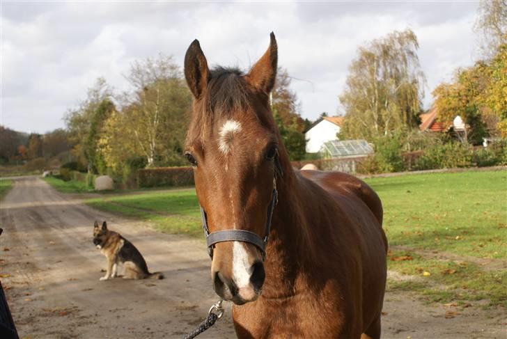 DSP Avalon *Søsters* - Smukke Avalon<3 billede 8