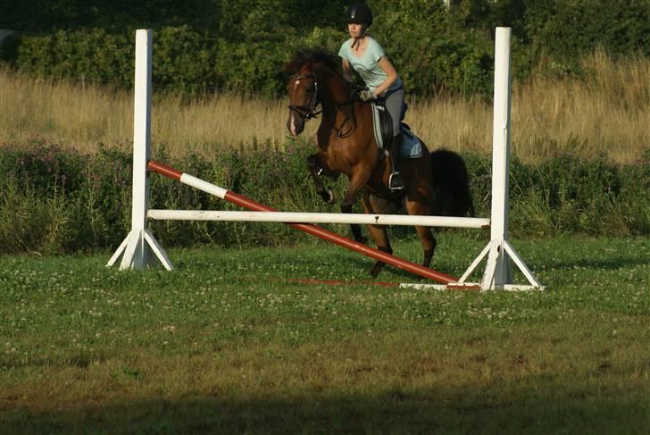 DSP Avalon *Søsters* - hun er så dygtig ! ;´) taget af lea billede 10