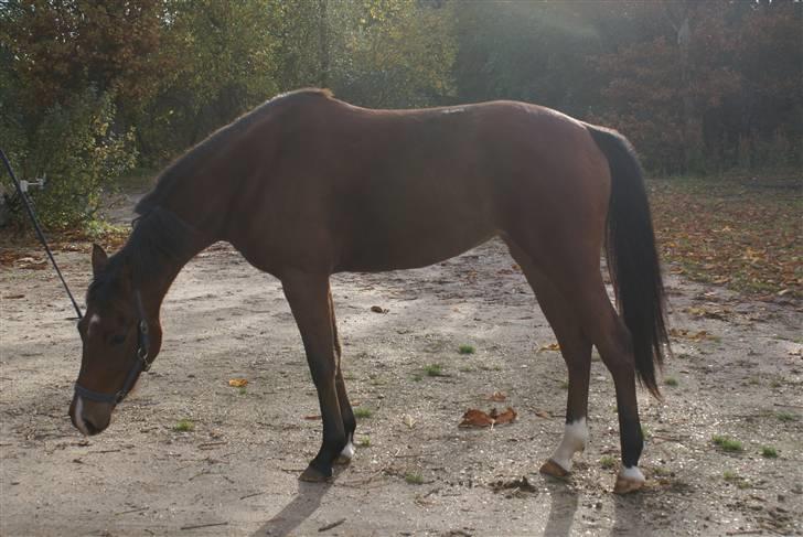 DSP Avalon *Søsters* - Smukke Avalon<3 billede 11