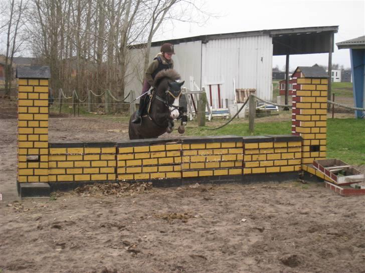 Welsh Cob (sec D) VesterVangs Djanco RIP - vi springer mur i vinter. Foto: mor billede 12