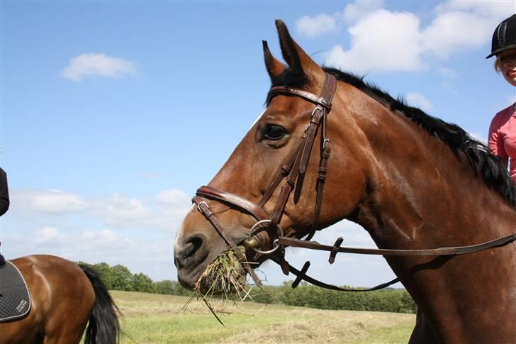 Dansk Varmblod l Unich<3 R.I.P :'( - 16# Dine øjne, din personlighed, dit sind, DIG ? Jeg savner dig så meget minskat!<3 :´( billede 15