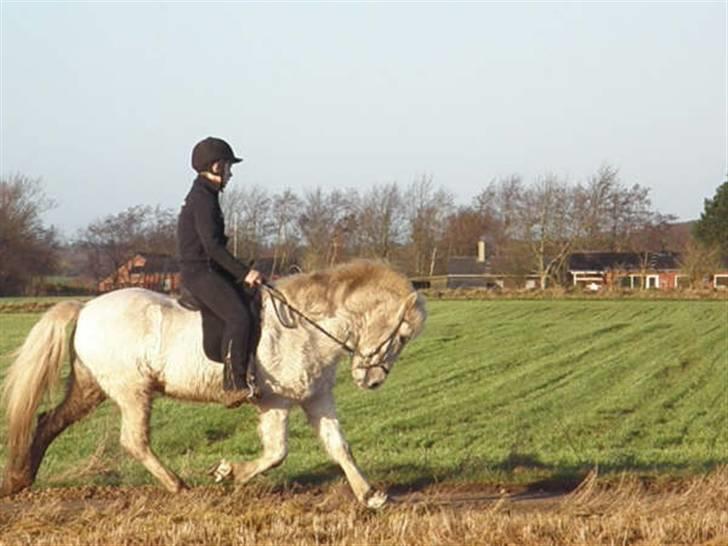 Islænder Feldur frá Hóli billede 10