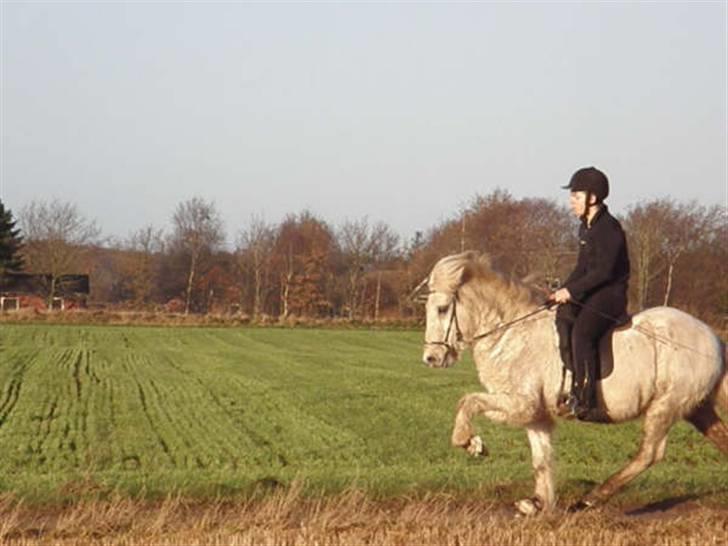 Islænder Feldur frá Hóli billede 11