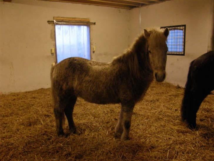 Islænder Feldur frá Hóli - lige efter han havde rullet sig efter ridetur billede 12