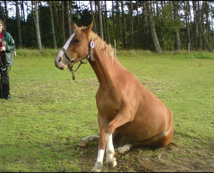 Welsh Pony af Cob-type (sec C) Midnight <3 - du mit et og alt<3 billede 6