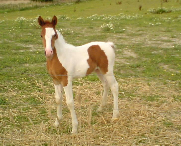 Islænder Fighte<3r  - fighter,s føl 2008 billede 4