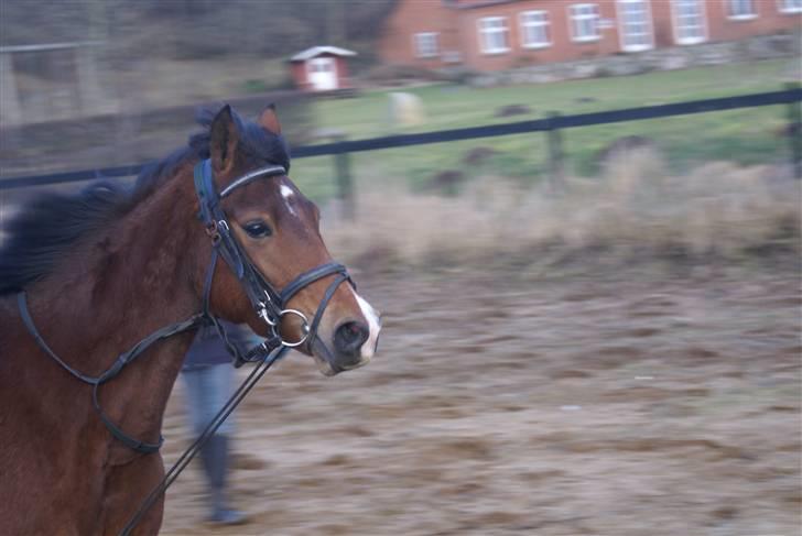 DSP Avalon *Søsters* billede 12