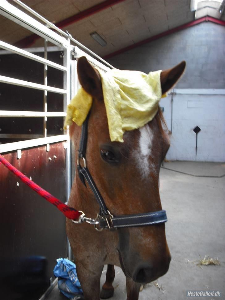 Welsh Pony (sec B) Bjerregårds Eros <3   - Skøre Eros (: billede 11