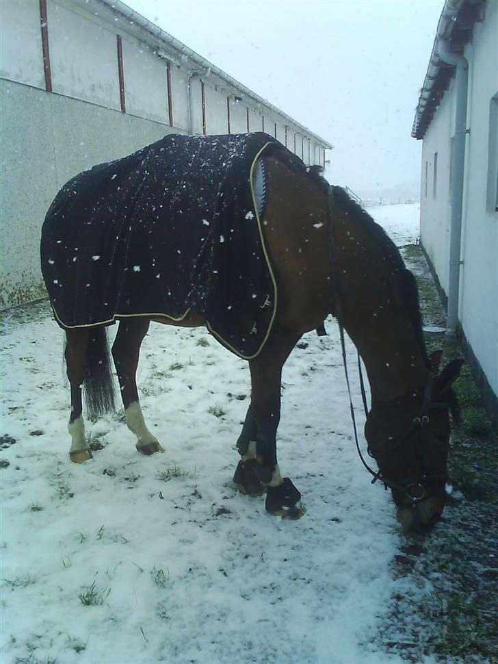 Anden særlig race Lyngholms dixie 'UDLÅNT' - dixie på ind i ridehallen  #´foto:mig. billede 12