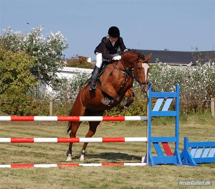 Anden særlig race Lyngholms dixie 'UDLÅNT' - mig & dixie i HIR. #´foto:annika. billede 13