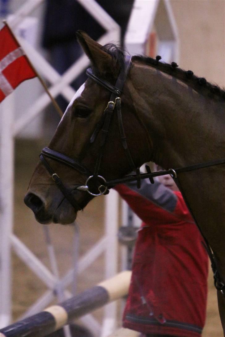 Anden særlig race Lyngholms dixie 'UDLÅNT' - mig & dixie i FRK. #´foto:sandra buus (sipo foto) billede 14