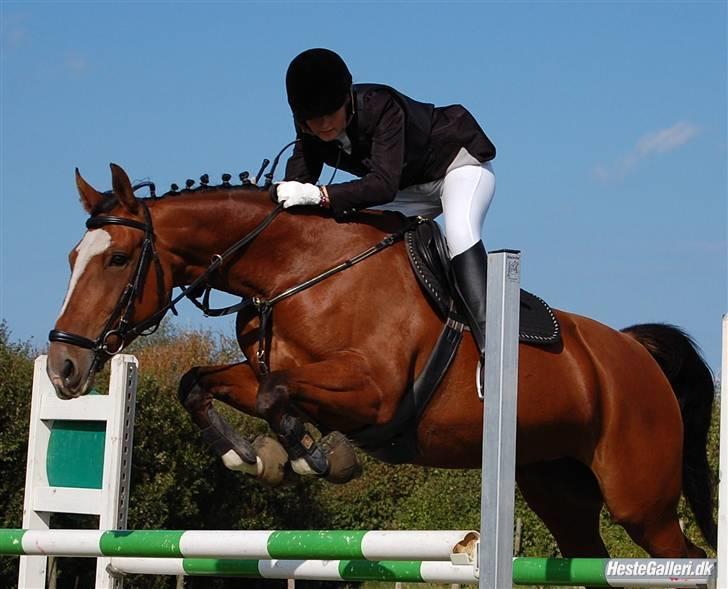 Anden særlig race Lyngholms dixie 'UDLÅNT' - mig & dixie til stævne i HIR. #´foto:annika. billede 15