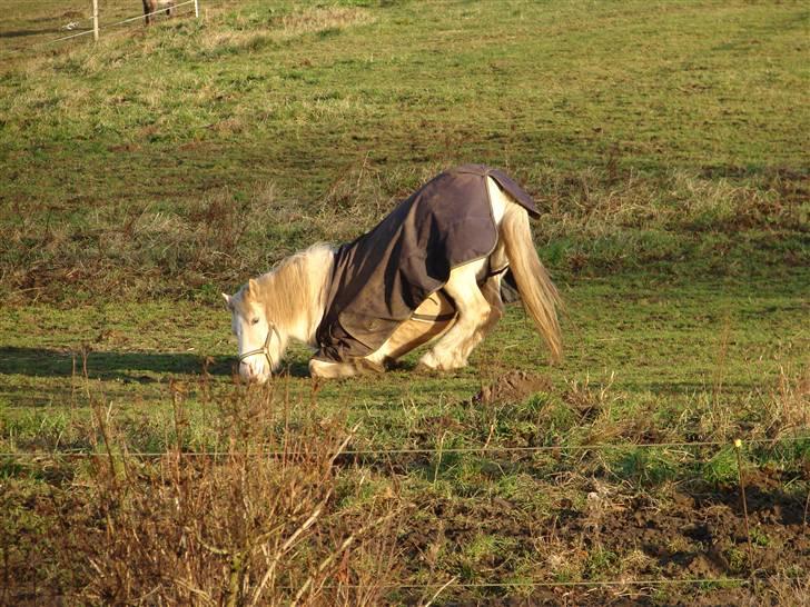 Palomino Max Edslev - SOLGT - Ahh tror lige jeg skal rulle lidt - taget d 24/12-08 billede 14