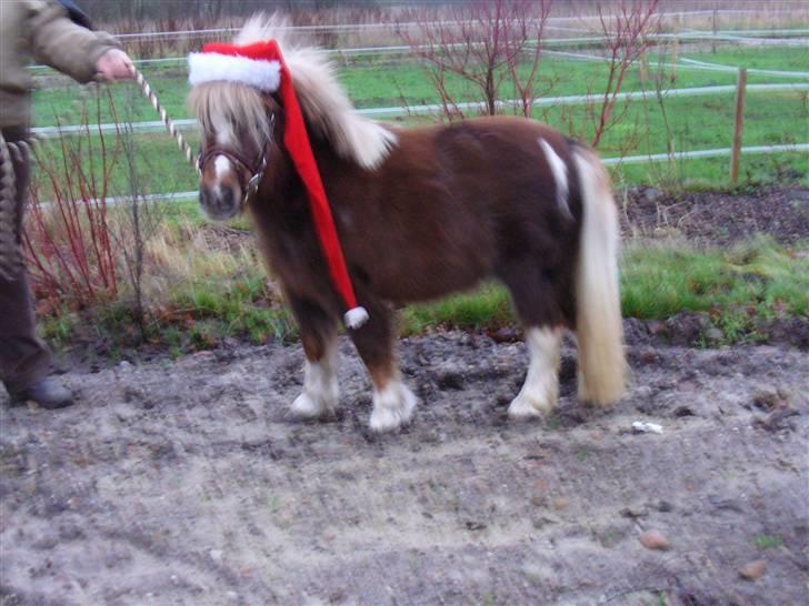 Falabella Lady Mayka Of MountysFarm - Glædelig jul billede 18