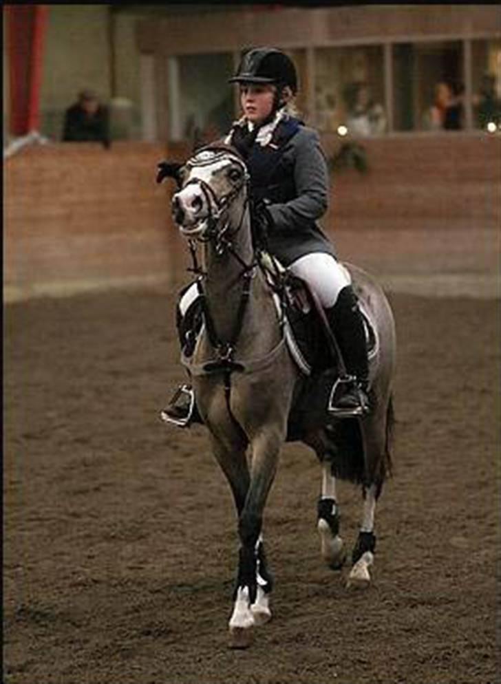 Hollandsk Sportspony Valkje - solgt - billede 15